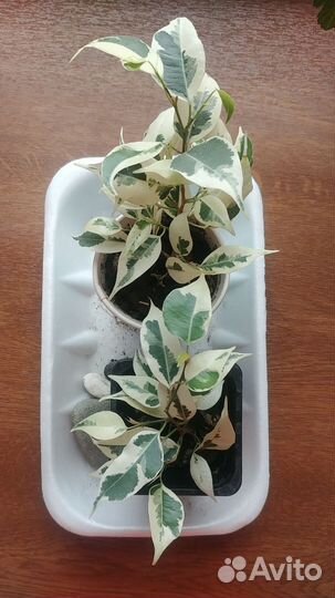 Фикус бенджамина старлайт