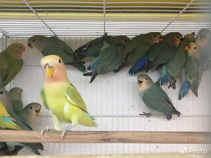 Неразлучники птенцы