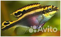 Попугай (Pelvicachromis pulcher)