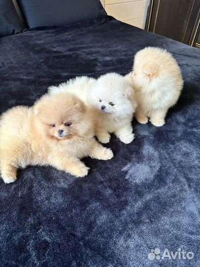 Белые Кремовые Рыжие красивые щенки шпица