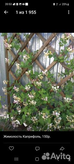 Ирис, роза, лианы, хмель, черноплодка