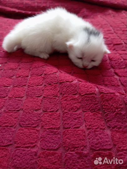 Отдам в добрые руки котенка, девочка