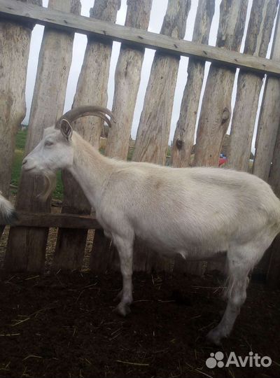 Козы дойные, козёл