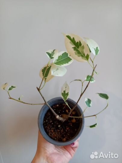 Фикус Бенджамина Твилайт