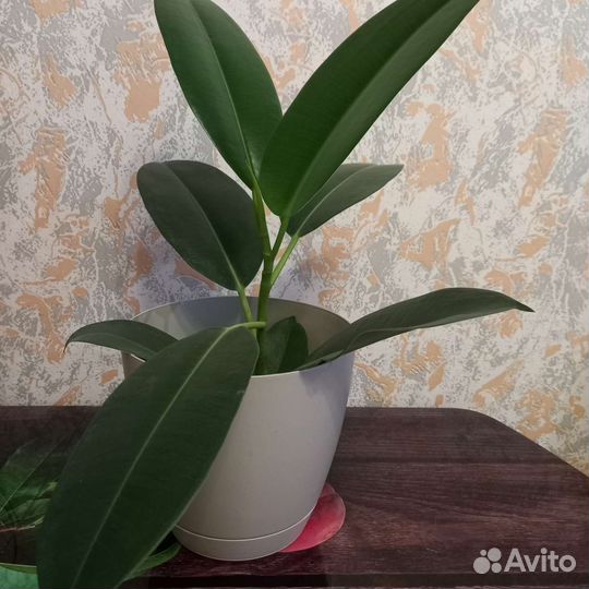 Домашние растения