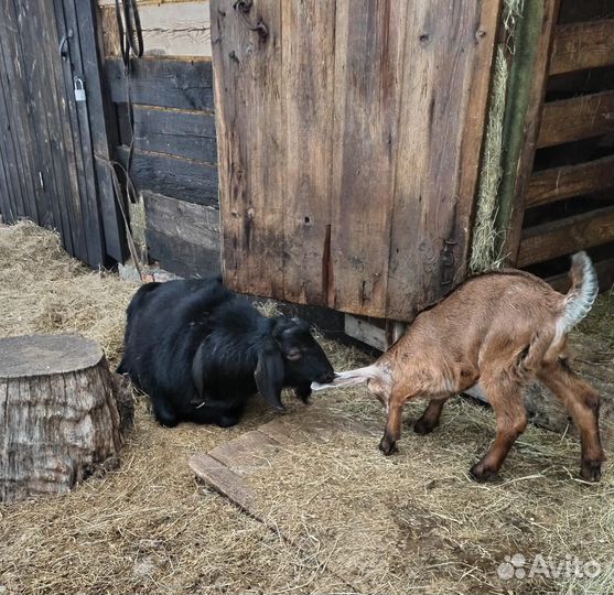 Продаются козлики