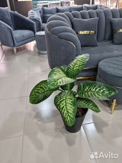 Диффенбахия,арика