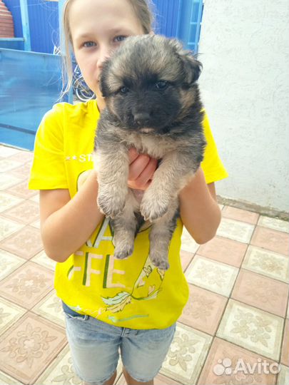 Домашние животные собаки щенки