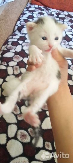 Котята