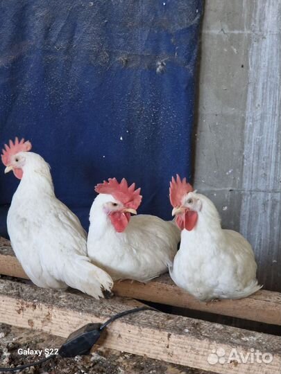 Петух Леггорн