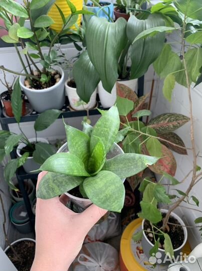 Сансевиерия