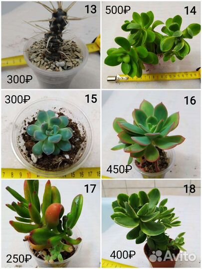 Суккуленты: алоэ, крассулы, крестовник, церопегия