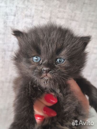 Невская маскарадная