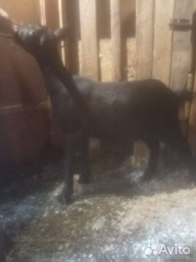 Козочка 4 месяца