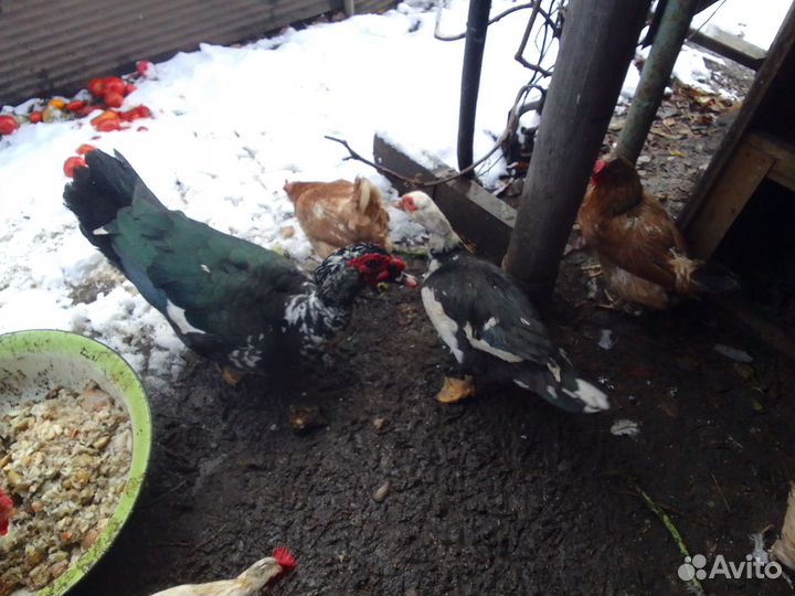 Семья индоуток