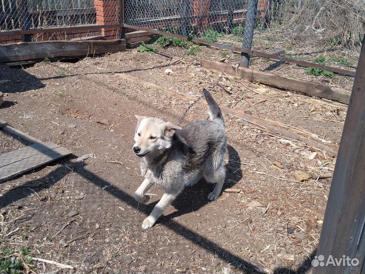 Собаки бесплатно в добрые руки