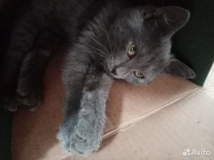 Трехмесячный котик ищет хозяина