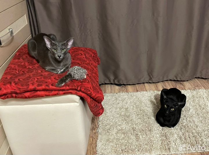 Ориентальные котята