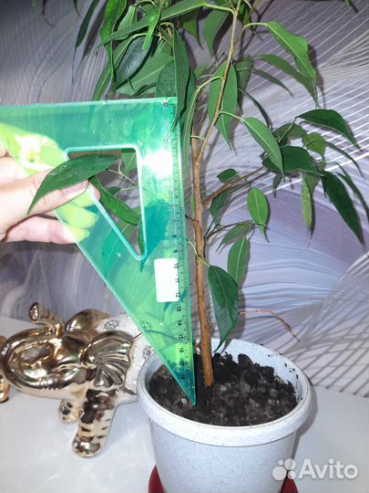 Фикус бенджамина