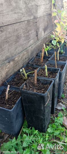 Малина ремонтантная