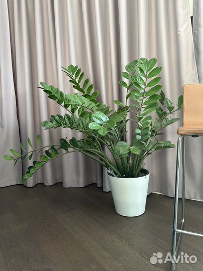 Замиокулькас