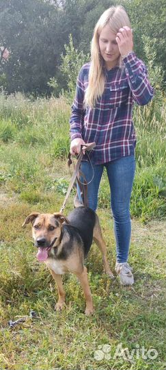 Собака в добрые руки