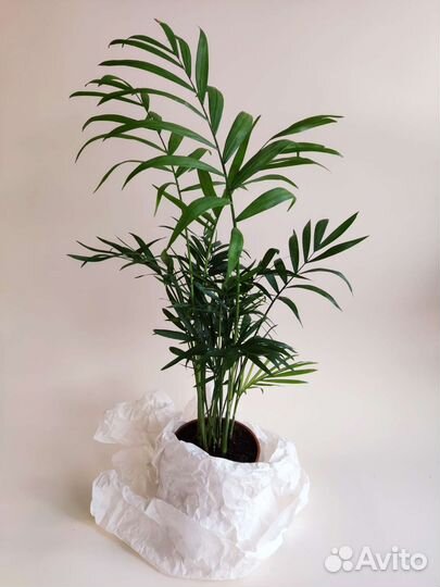 Хамедорея элеганс