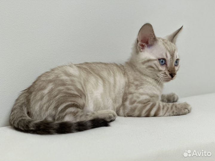 Бенгальская девочка Линкс