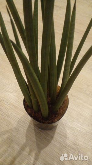 Сансиеверия цилиндрика