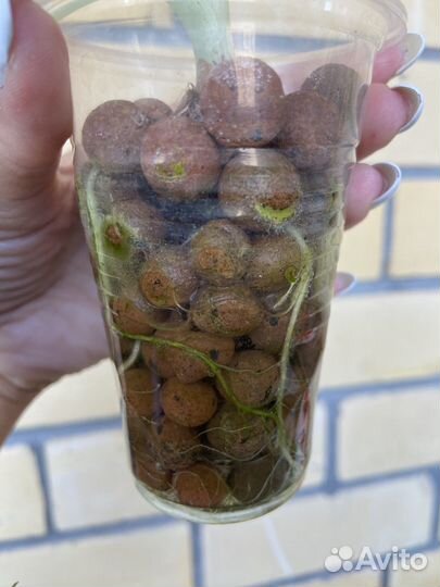 Алоказия блэк вельвет