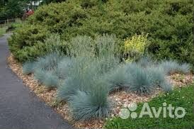 Овсяница сизая