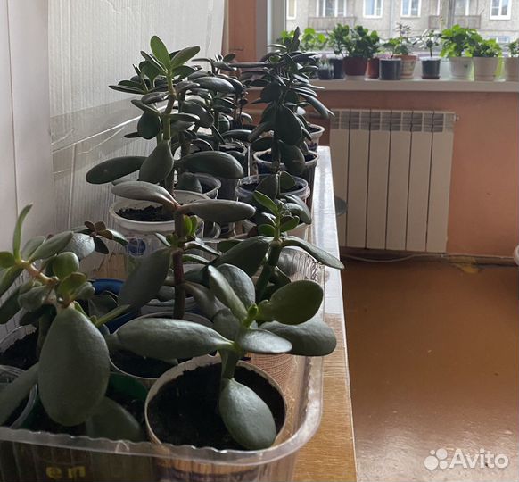 Денежное дерево