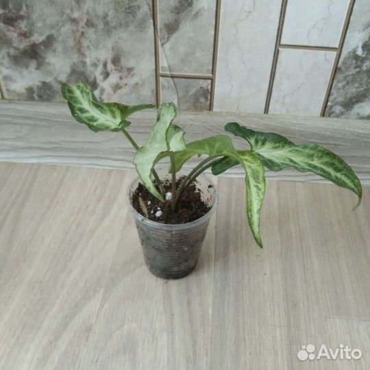 Сингониумы сортовые