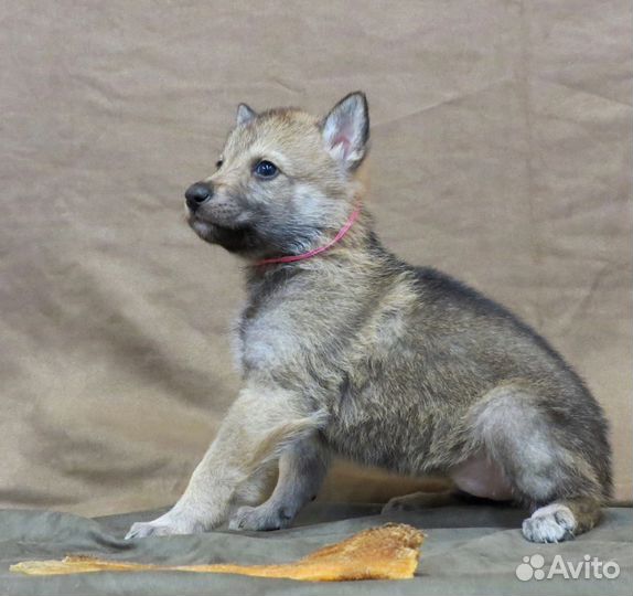Чехословацкая волчья собака, щенки, влчак, волк