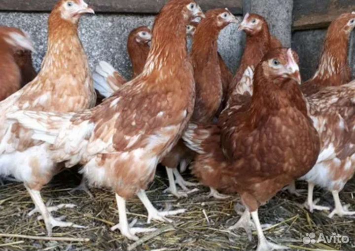 Куры молодки,Бройлер,Утки
