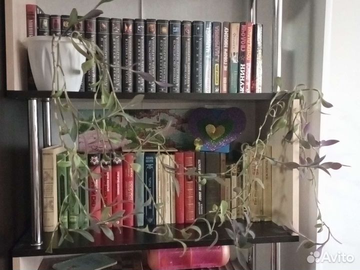 Традесканция