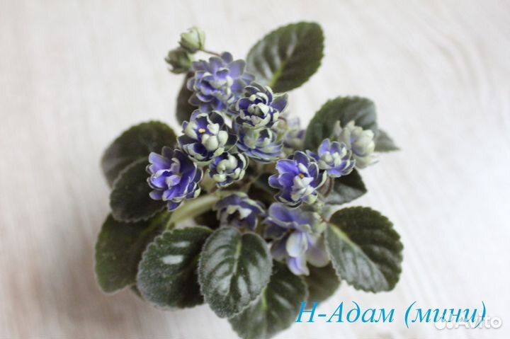 Сортовые фиалки