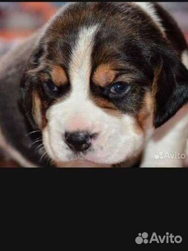 Шикарные Дети Бигль