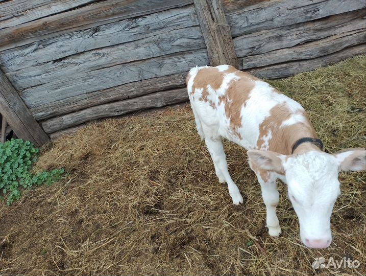 Телëнок-тëлочка