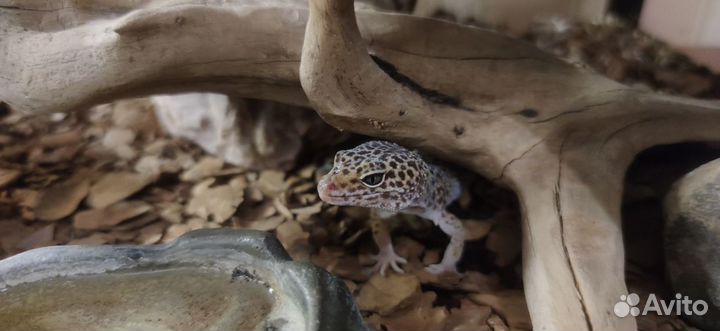 Эублефары с террариумом