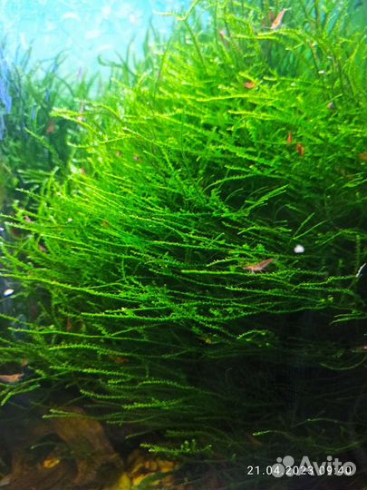 Яванский мох,креветки