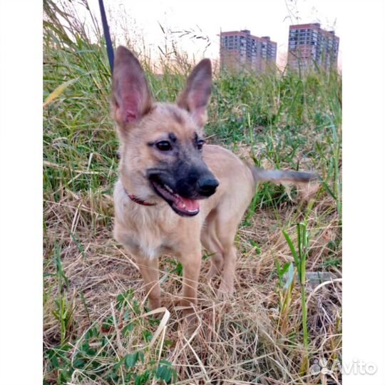 Собака метис овчарки привита