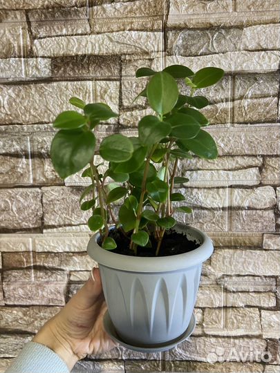 Комнатные растения цветы