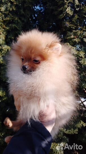 Рыжик-шилопопик