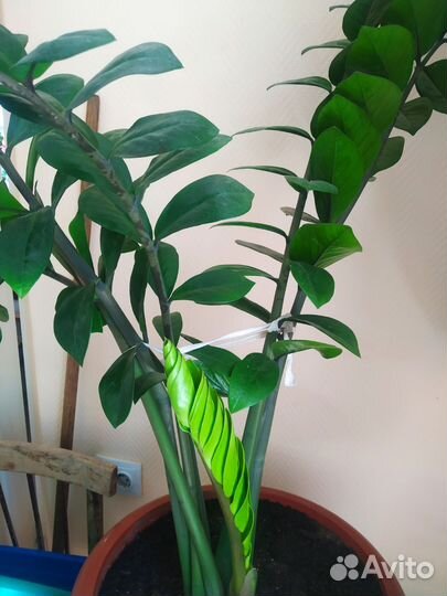 Замилькаус