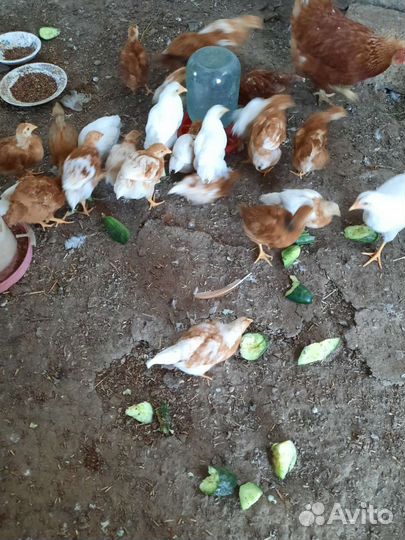 Цыплята