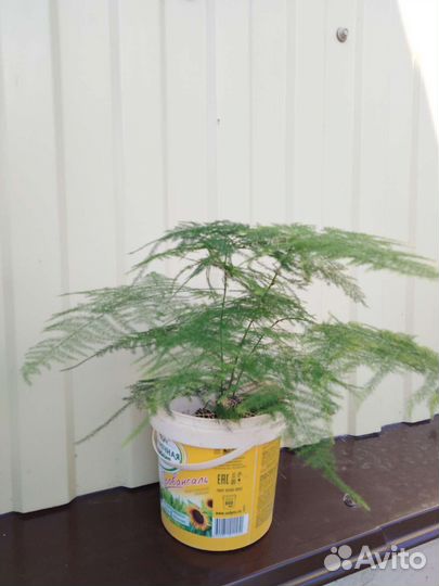 Аспарагус, колеус, спатифиллум