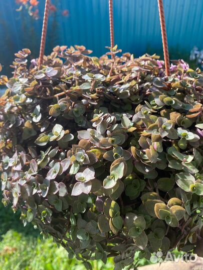 Каллизии (5 сортов) и Рео Триколор