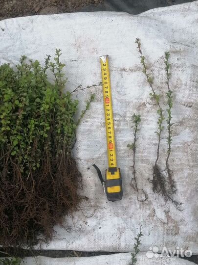 Барбарис тунберга эректа