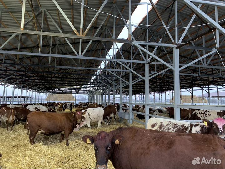 Продаются телочки нетели Айширской породы
